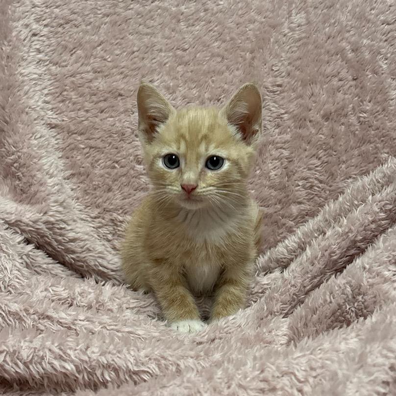 Enlarge Lemon, a Adoptable mixed breed in Fort Collins, CO image 2/4