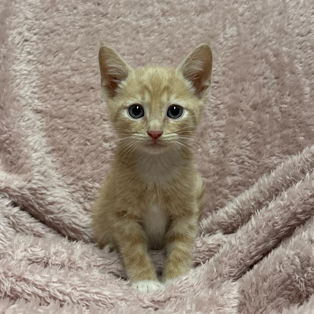 Enlarge Lemon, a Adoptable mixed breed in Fort Collins, CO image 3/4
