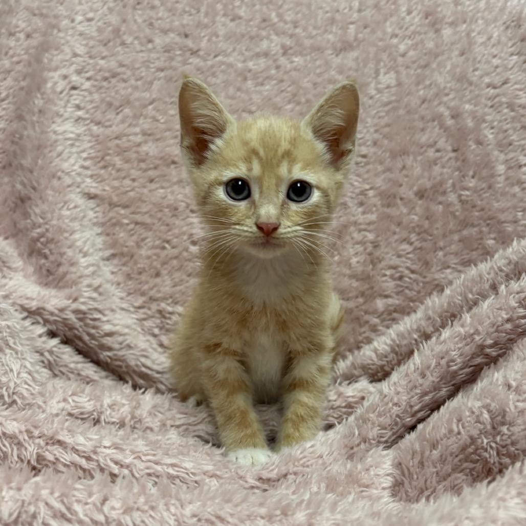 Enlarge Lemon, a Adoptable mixed breed in Fort Collins, CO image 4/4