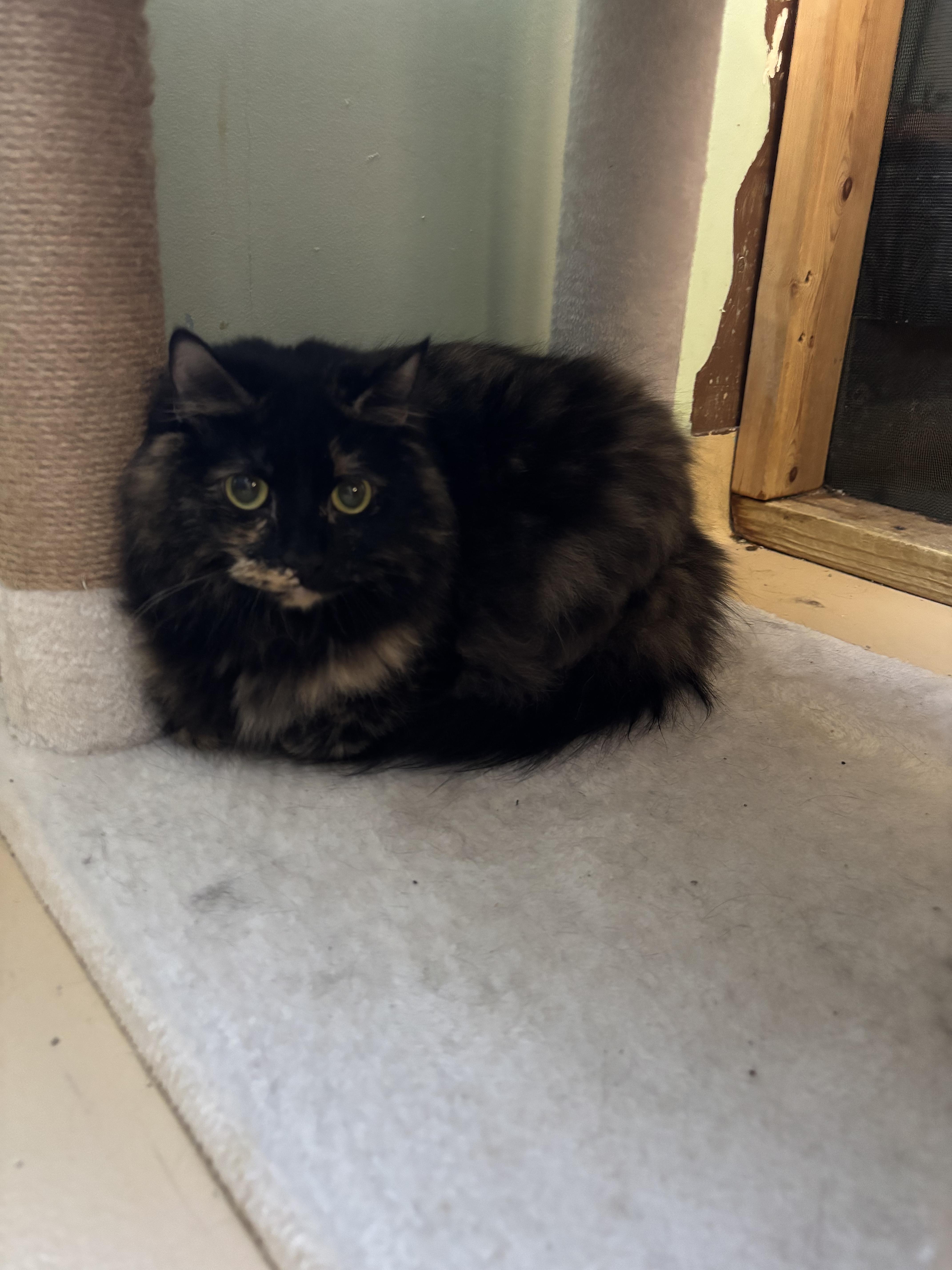 Minnie, ADOPTABLE, Adult Female Domestic Long Hair.