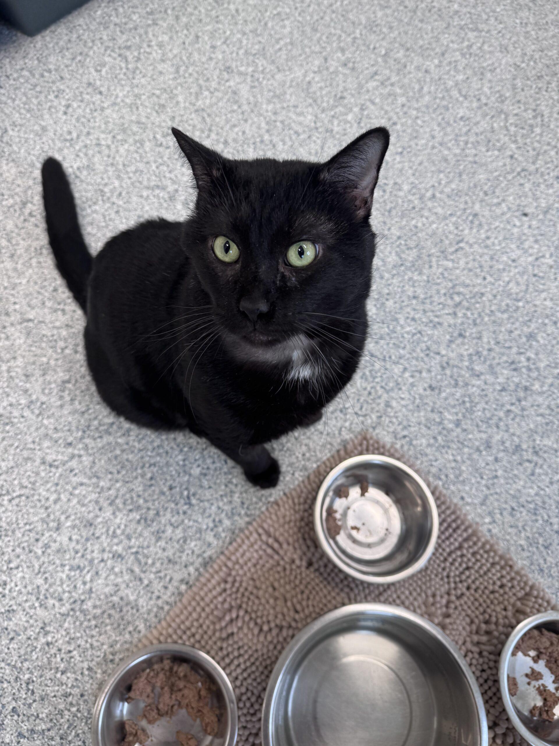 Damien in Maine, a ADOPTABLE Domestic Short Hair in Cumberland, ME image 6/6