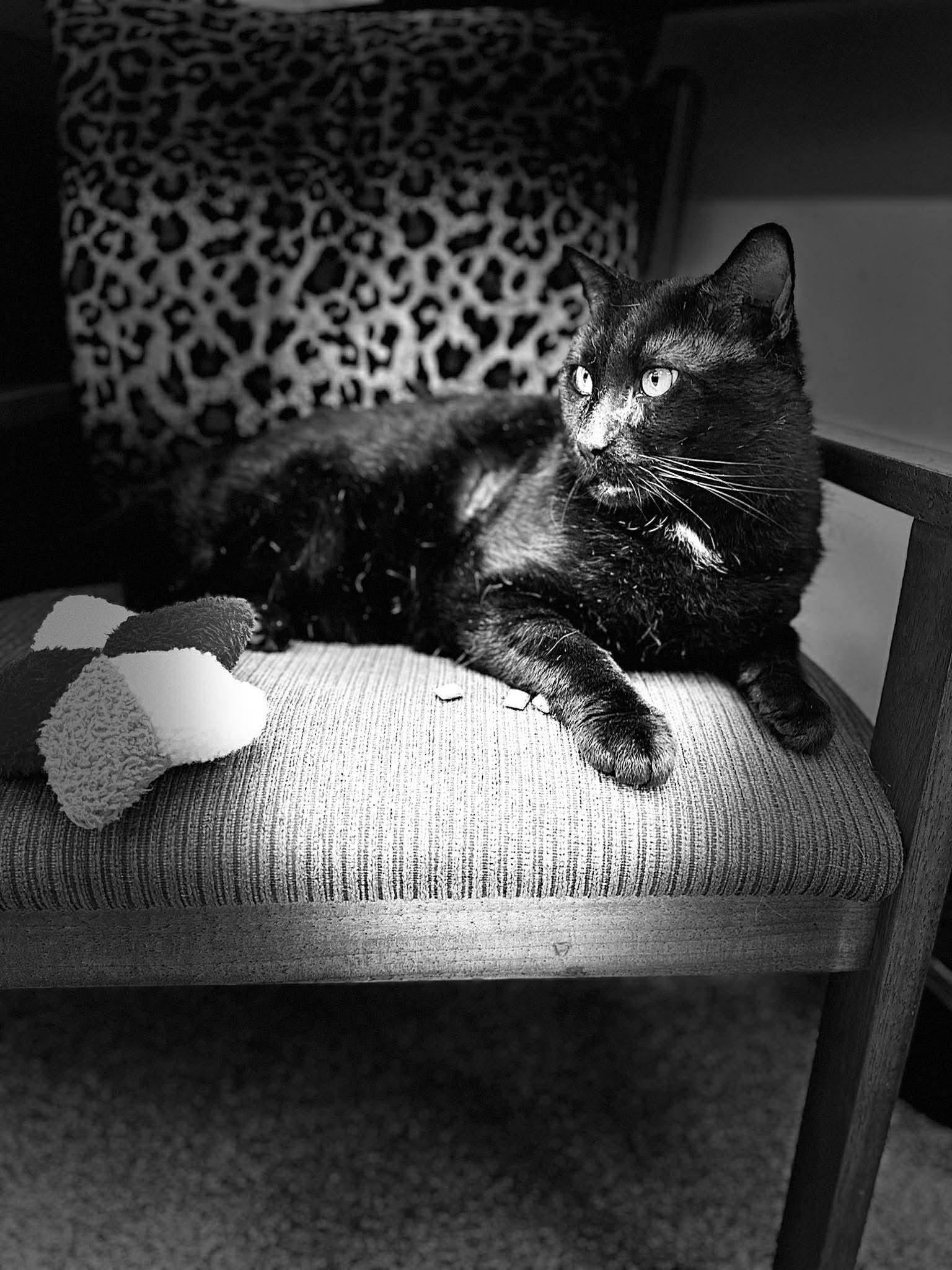 Damien in Maine, a ADOPTABLE Domestic Short Hair in Cumberland, ME image 4/6
