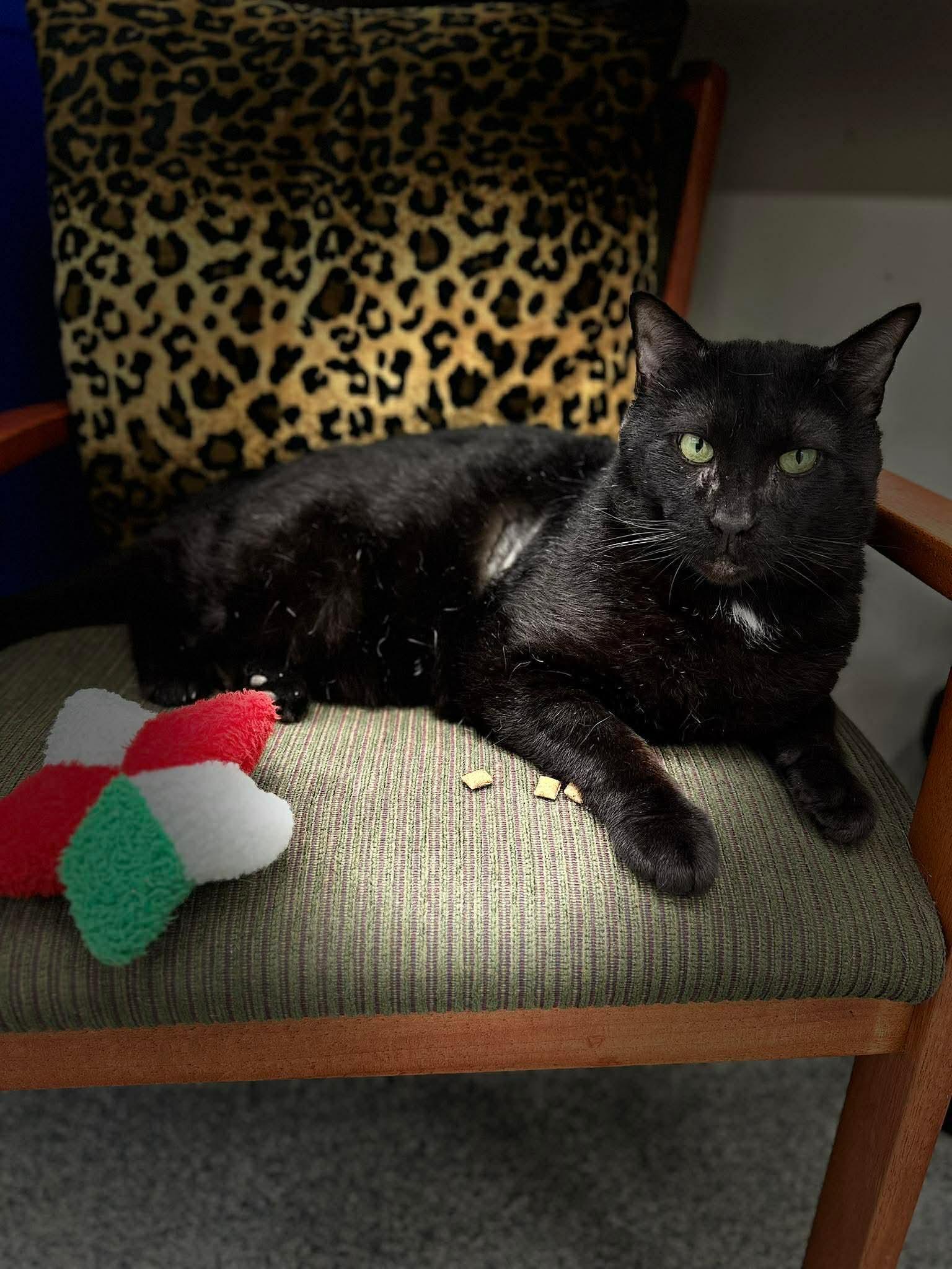 Damien in Maine, ADOPTABLE, Adult Male Domestic Short Hair.