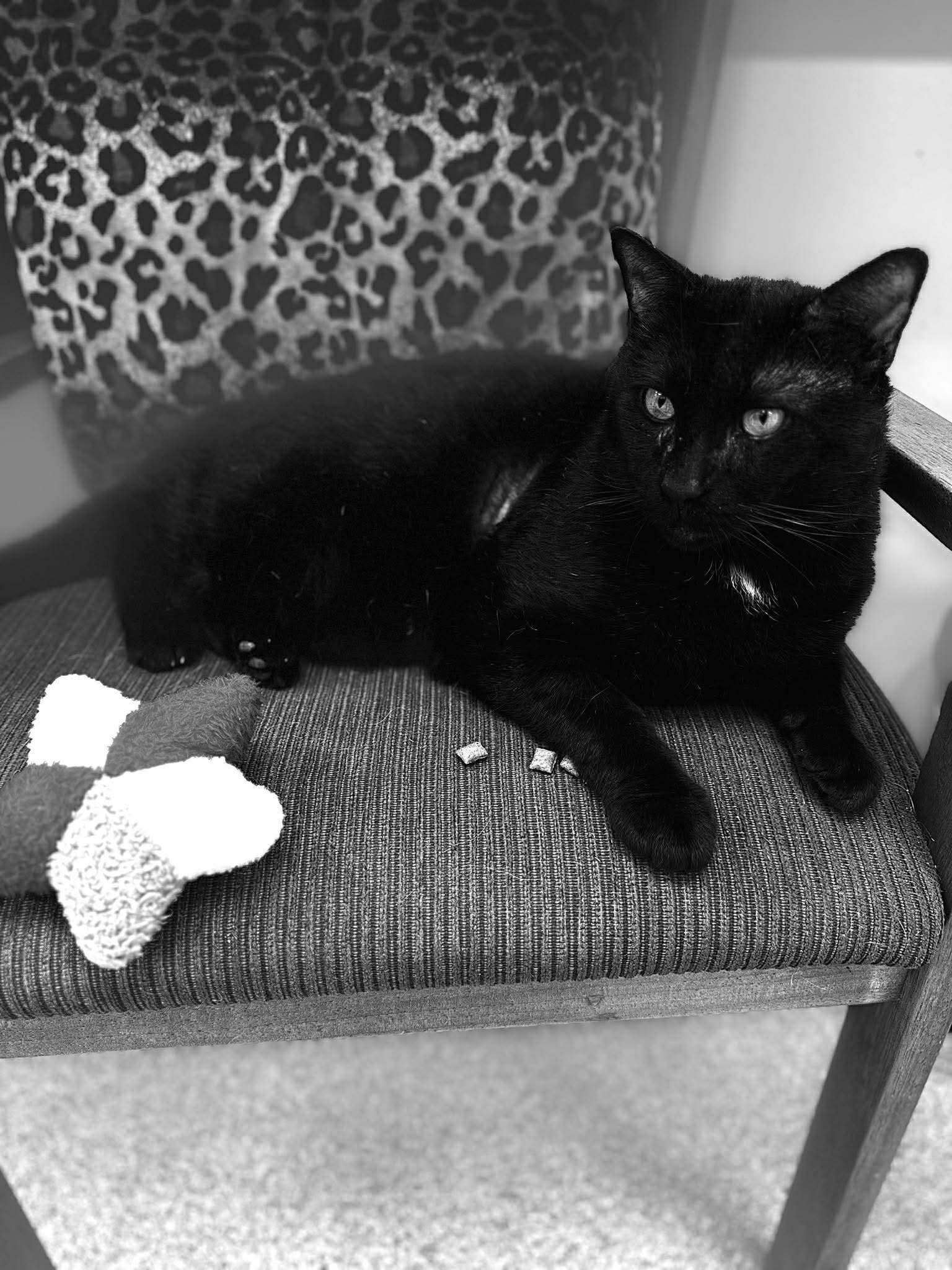 Damien in Maine, a ADOPTABLE Domestic Short Hair in Cumberland, ME image 5/6