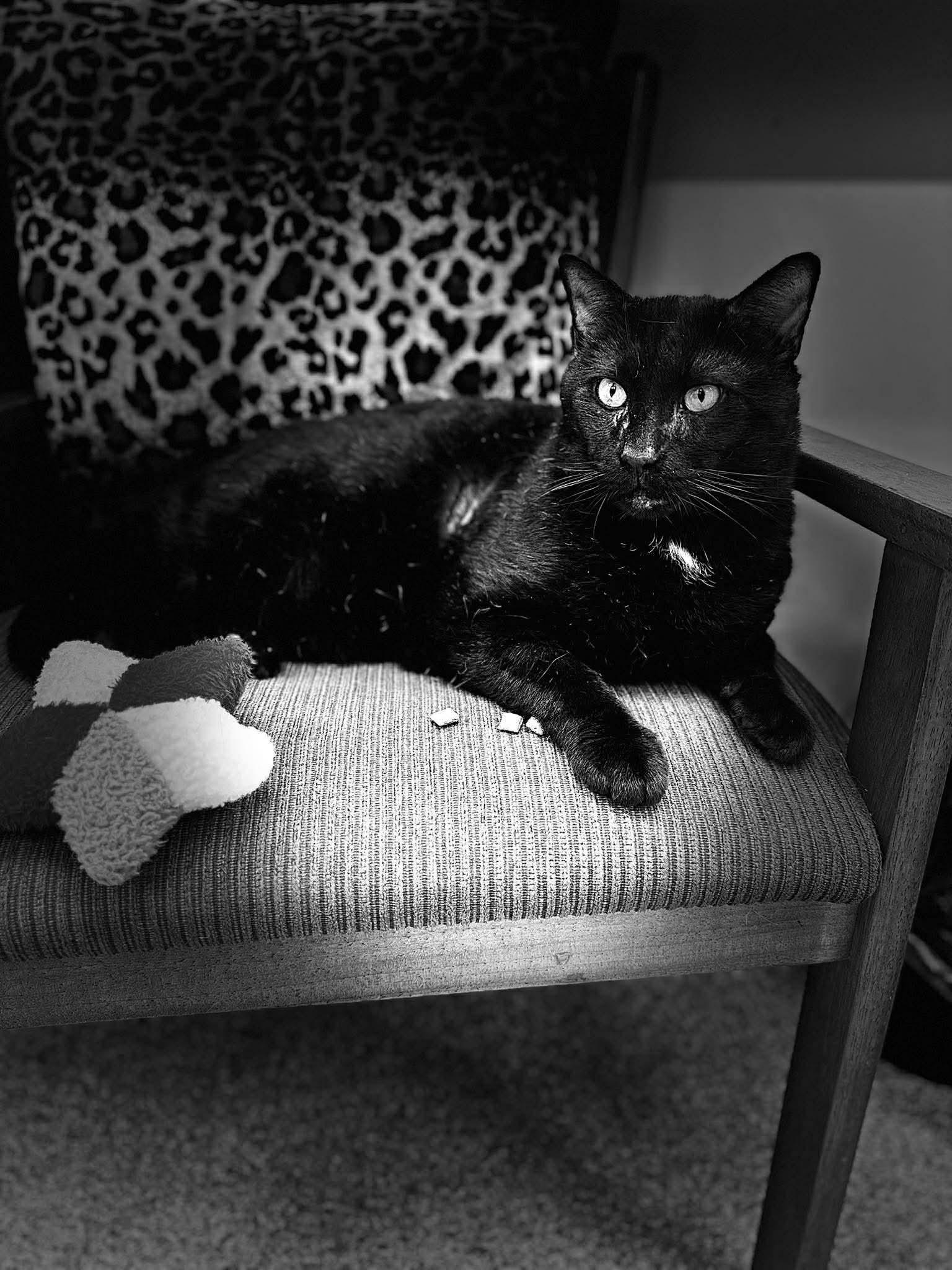 Damien in Maine, a ADOPTABLE Domestic Short Hair in Cumberland, ME image 3/6