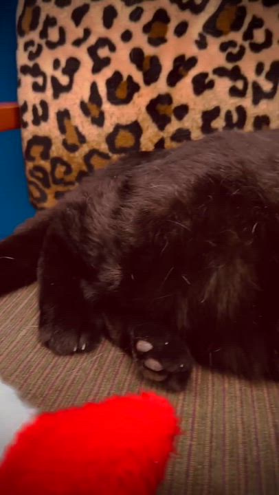 Enlarge Damien in Maine, a ADOPTABLE Domestic Short Hair in Cumberland, ME video 2/6
