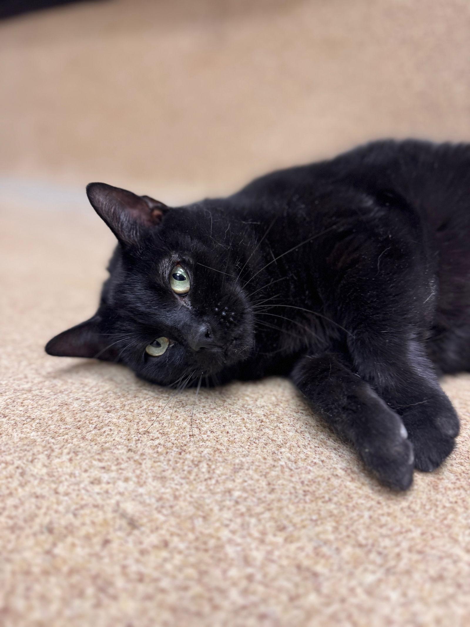 Quila, Adoptable, Adult Female Domestic Short Hair.