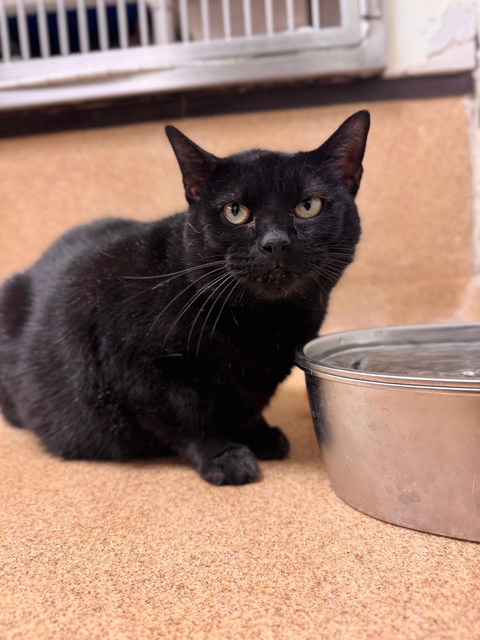 Quila, a Adoptable Domestic Short Hair in Brick, NJ image 2/3