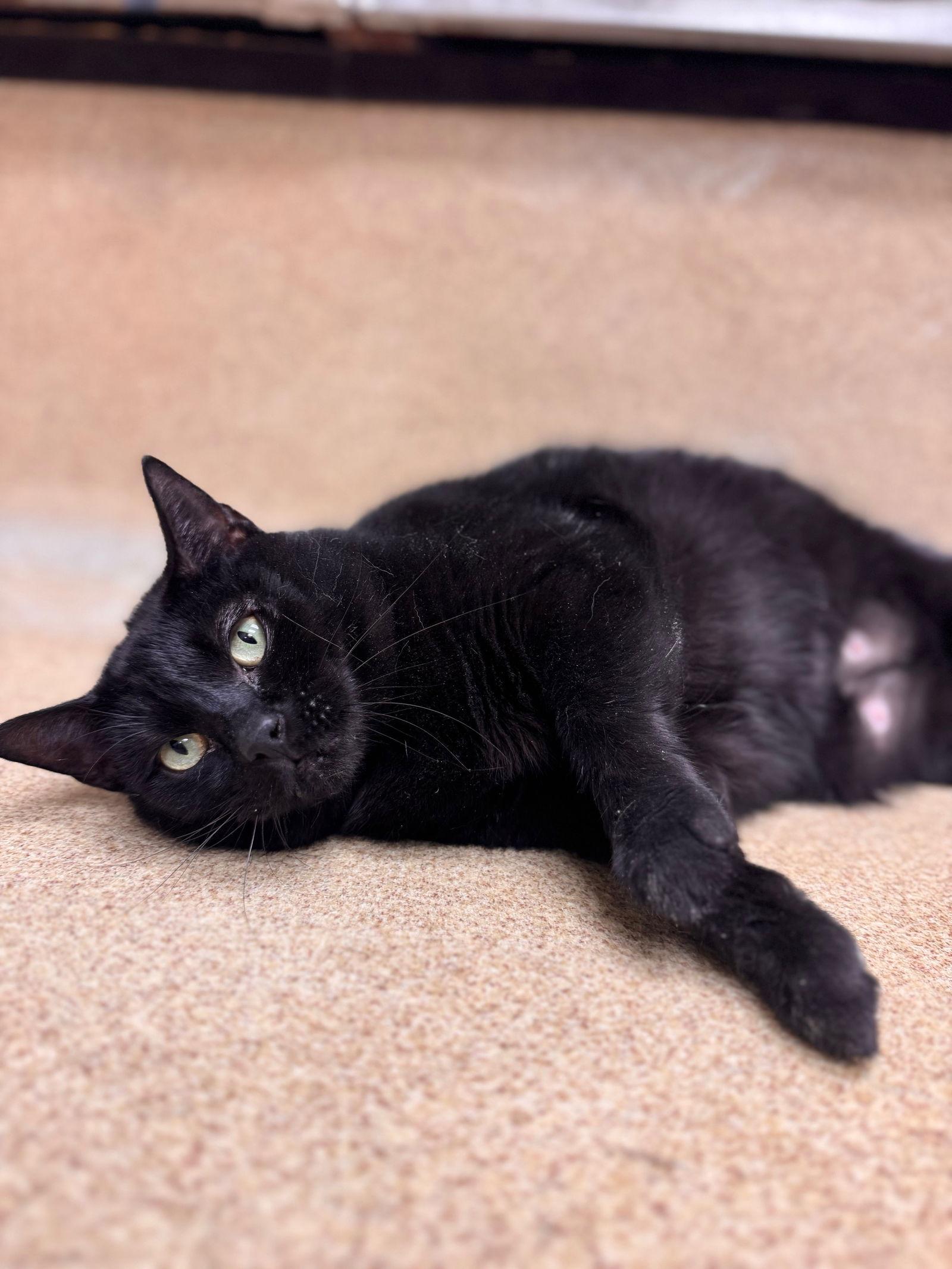 Quila, a Adoptable Domestic Short Hair in Brick, NJ image 3/3