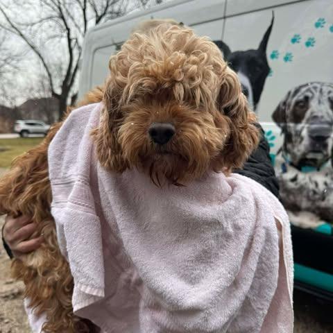 Brenda, Adoptable, Adult Female Cavalier King Charles Spaniel & Poodle.