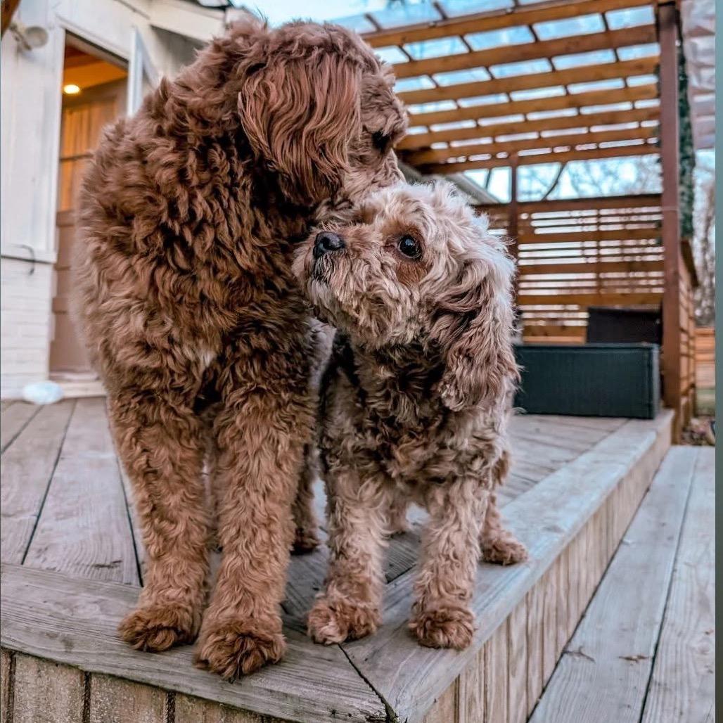 Enlarge Brenda, a Adoptable mixed breed in St. Charles, IL image 2/6