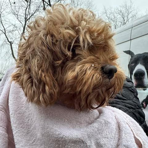 Enlarge Brenda, a Adoptable mixed breed in St. Charles, IL image 3/6