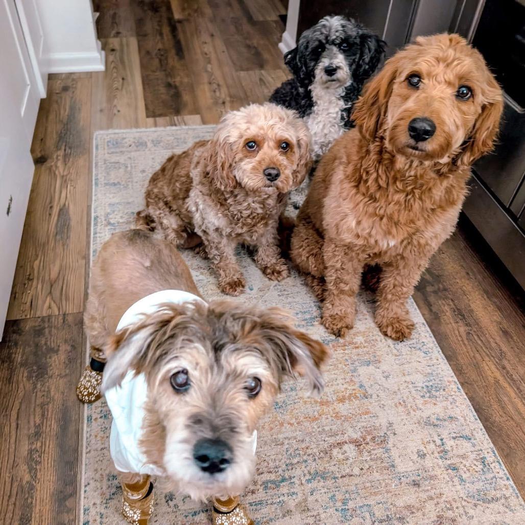 Enlarge Brenda, a Adoptable mixed breed in St. Charles, IL image 4/6