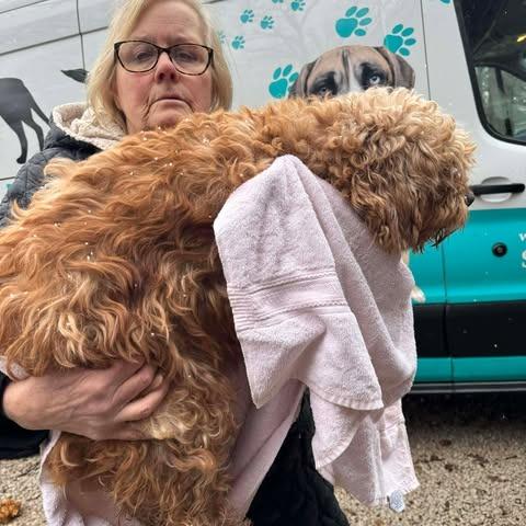 Enlarge Brenda, a Adoptable mixed breed in St. Charles, IL image 5/6