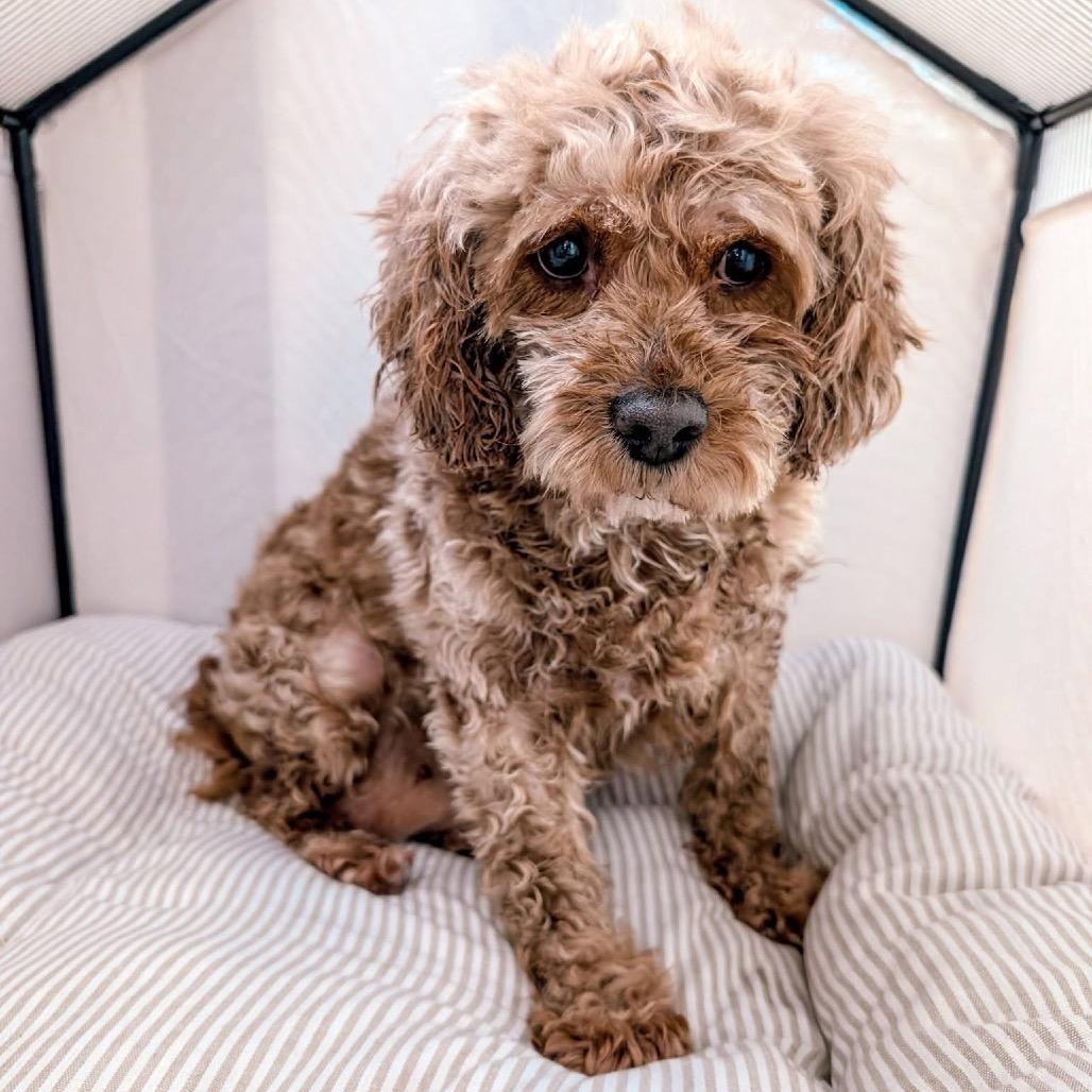 Enlarge Brenda, a Adoptable mixed breed in St. Charles, IL image 6/6