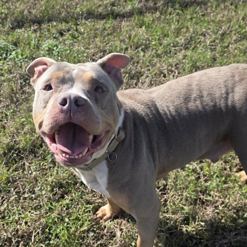 Stevie - **ADOPTION FEE WAIVED!**