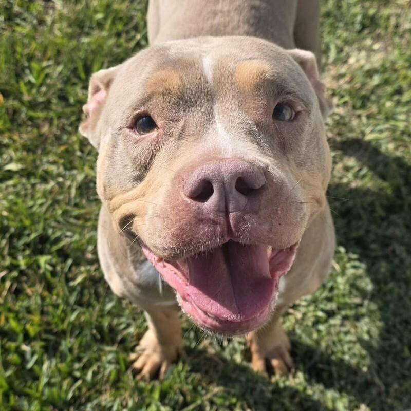 Stevie - **ADOPTION FEE WAIVED!** — thumbnail 2