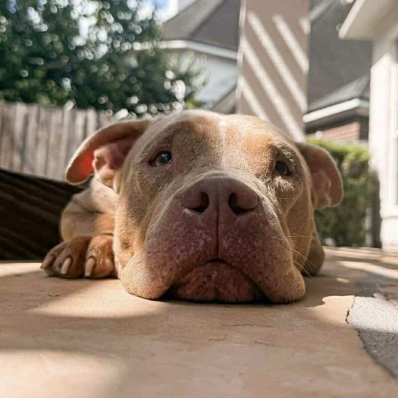 Enlarge Stevie - **ADOPTION FEE WAIVED!**, a ADOPTABLE mixed breed in Bryan, TX image 4/4