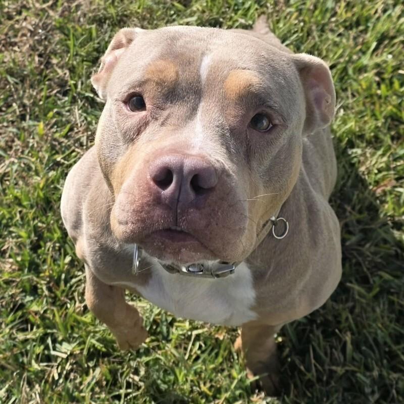 Stevie - **ADOPTION FEE WAIVED!**, ADOPTABLE, Adult Female Pit Bull Terrier & American Bully.