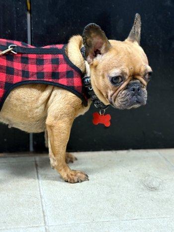 Peach, Adoptable, Adult Female French Bulldog.