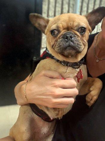 Enlarge Peach, a Adoptable French Bulldog in Bedford Hills, NY image 2/2