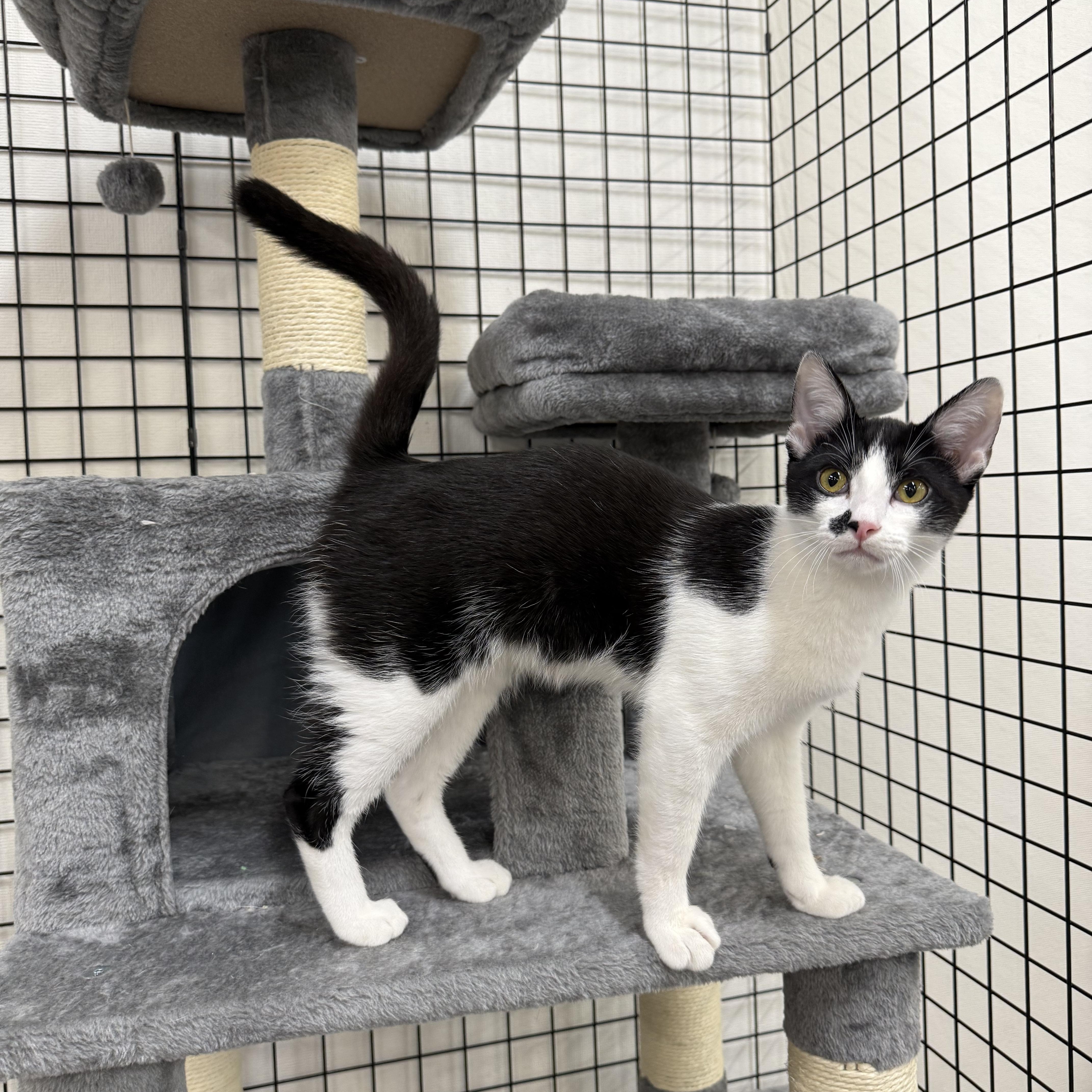 Enlarge Hubert, a ADOPTABLE Domestic Short Hair in Walnut Creek, CA image 2/6