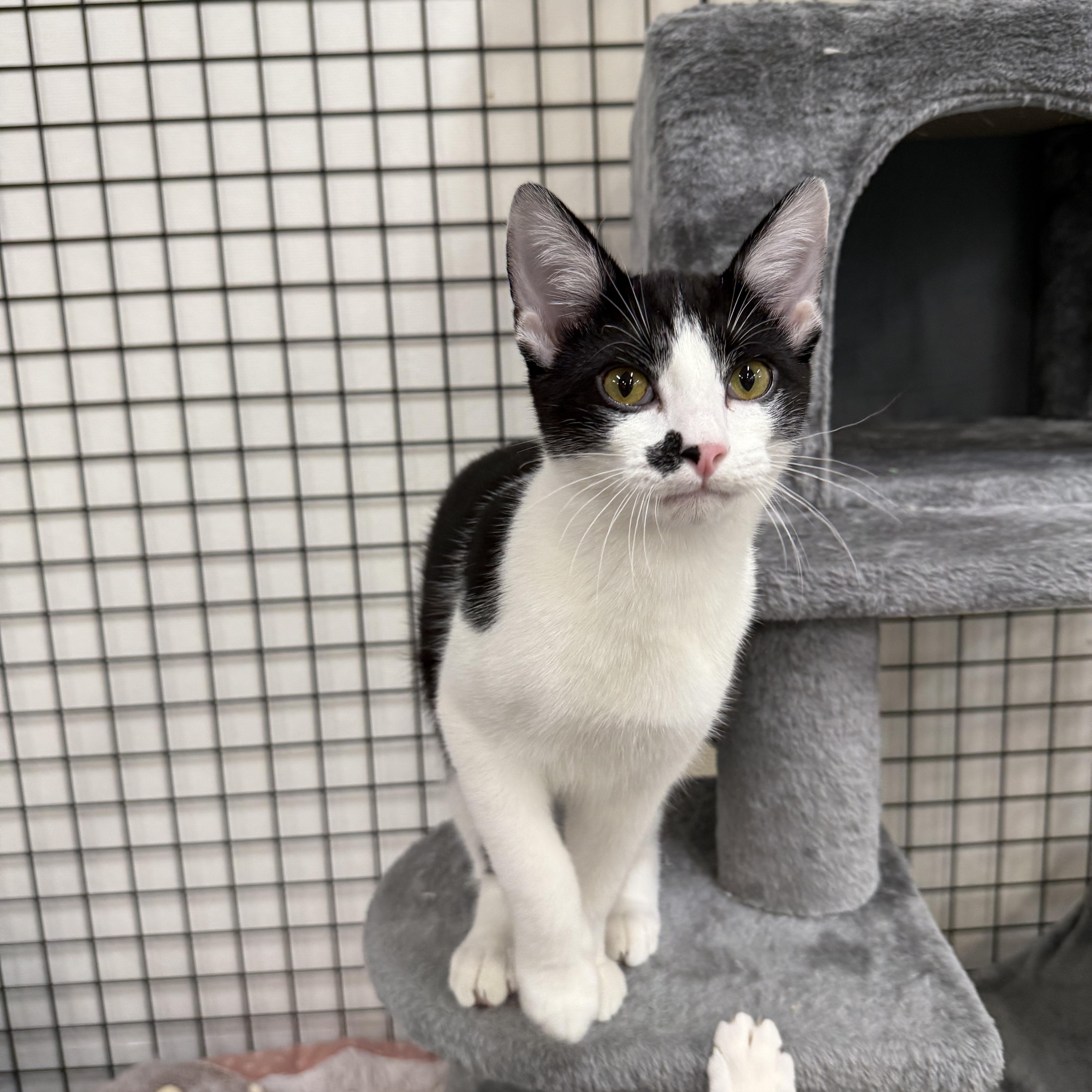 Enlarge Hubert, a ADOPTABLE Domestic Short Hair in Walnut Creek, CA image 5/6