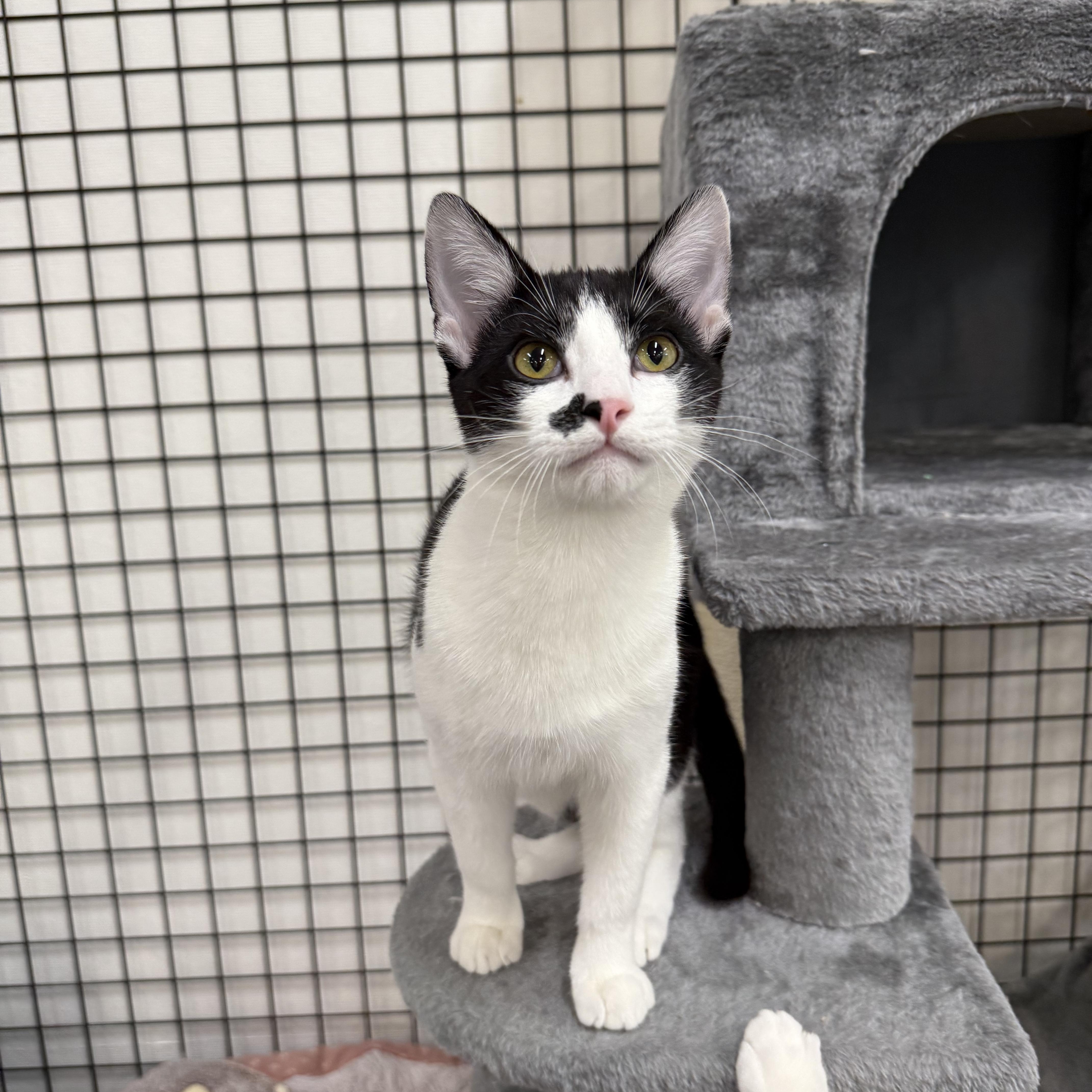 Enlarge Hubert, a ADOPTABLE Domestic Short Hair in Walnut Creek, CA image 1/6