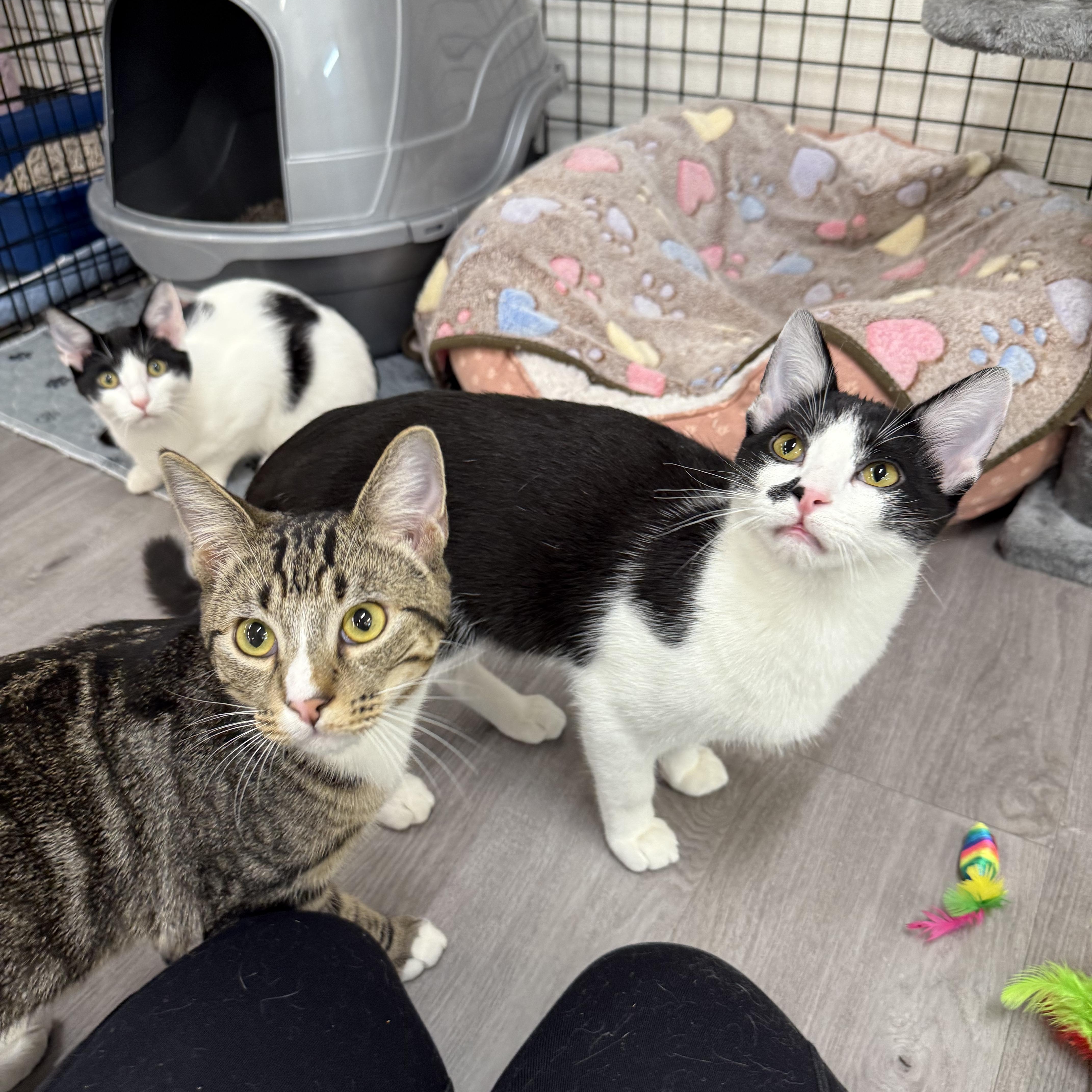 Enlarge Hubert, a ADOPTABLE Domestic Short Hair in Walnut Creek, CA image 4/6