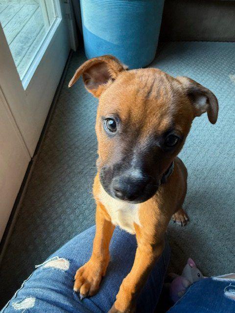 Enlarge Han, a Adoptable mixed breed in Plymouth, MA image 2/5