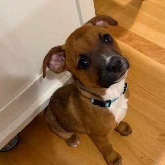 Han, an adopted mixed breed in Plymouth, MA image 1/6