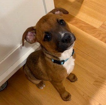 Enlarge Han, a Adoptable mixed breed in Plymouth, MA image 1/5