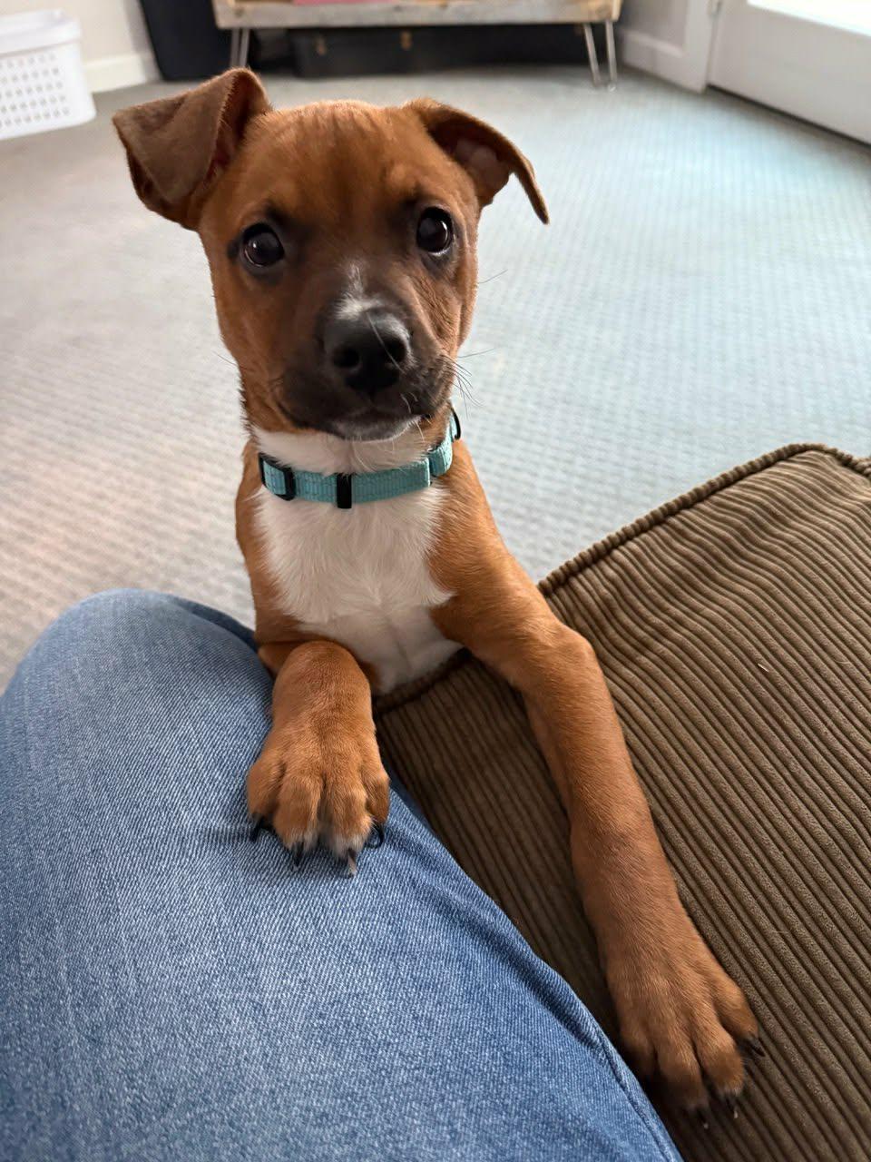 Han, Adoptable, Puppy Male Terrier & American Bully.