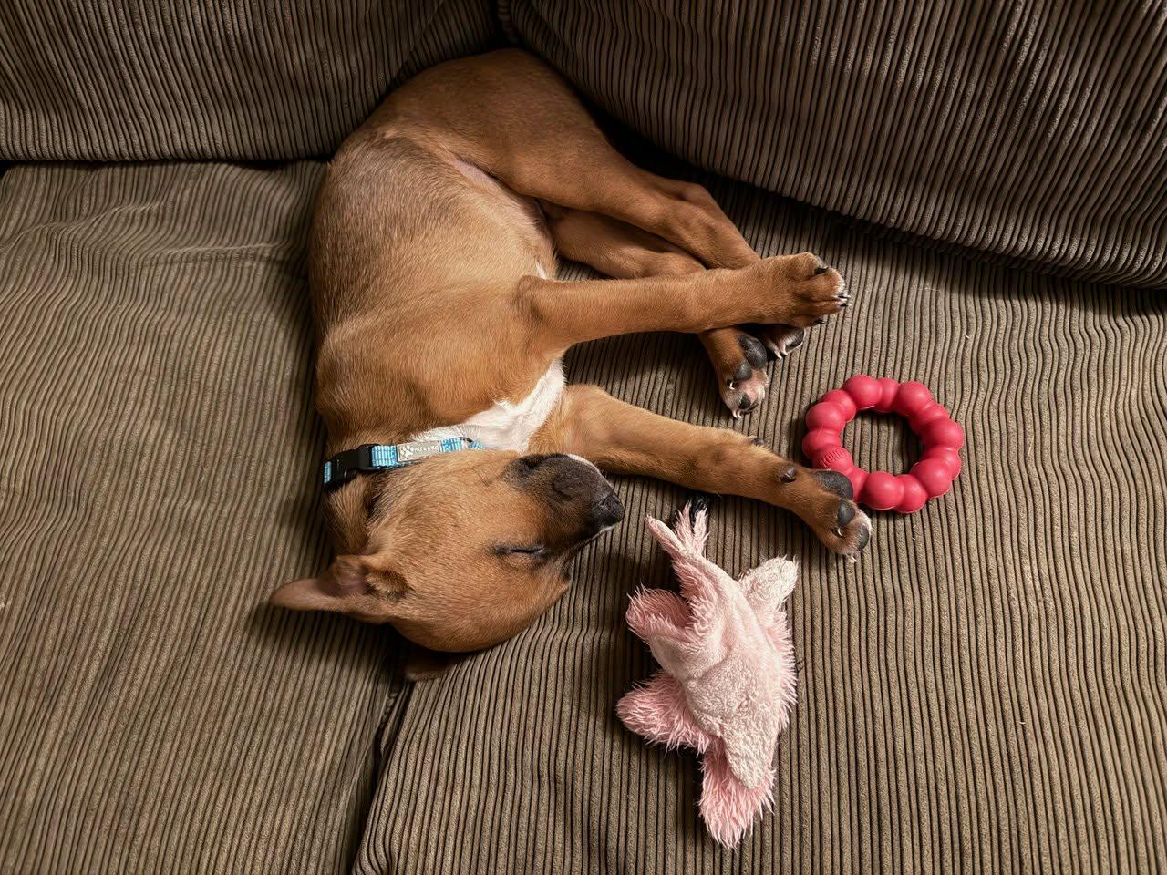 Han, a Adoptable mixed breed in Chepachet, RI image 5/6
