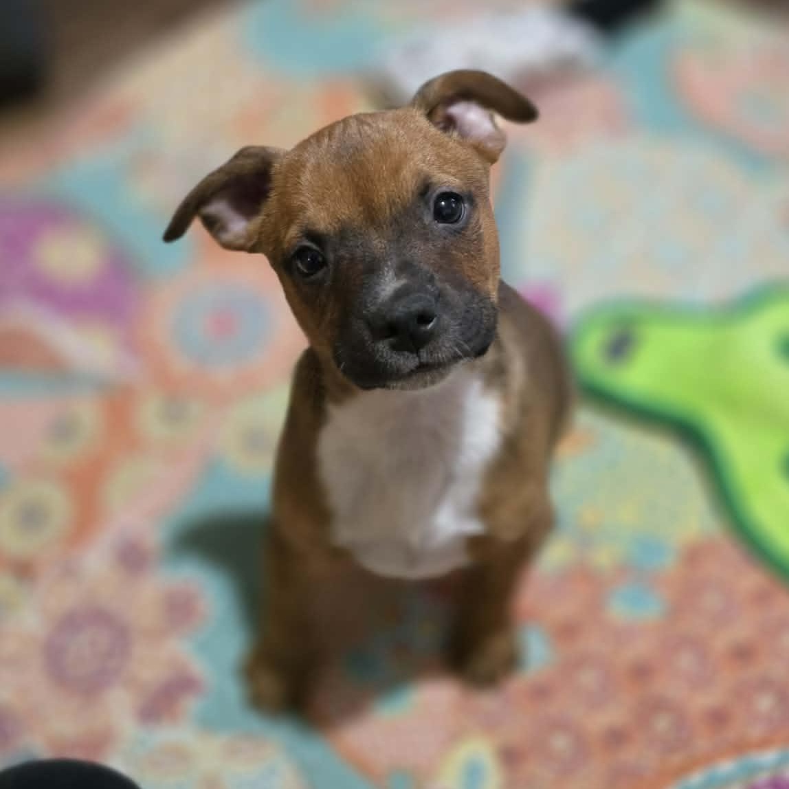 Enlarge Han, a Adoptable mixed breed in Plymouth, MA image 3/5