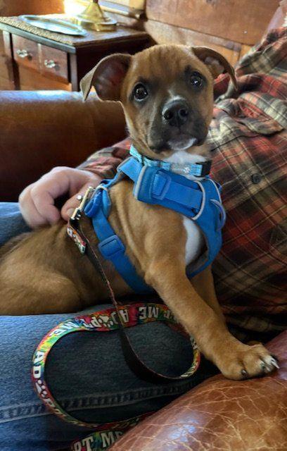 Enlarge Han, a Adoptable mixed breed in Plymouth, MA image 4/5