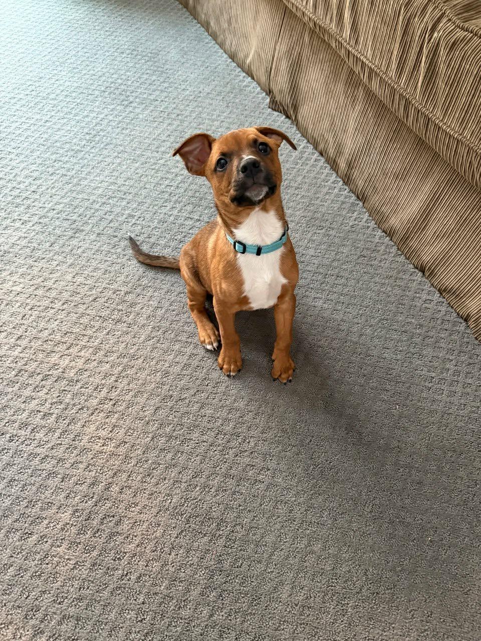 Han, a Adoptable mixed breed in Chepachet, RI image 6/6