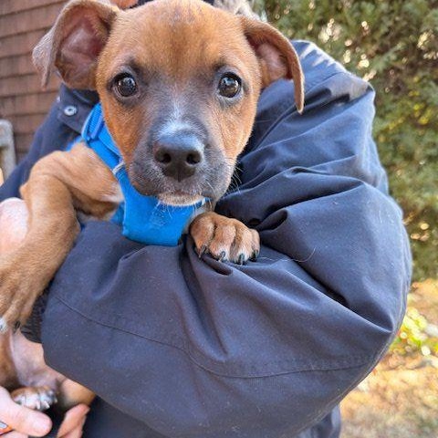 Enlarge Han, a Adoptable mixed breed in Plymouth, MA image 5/5