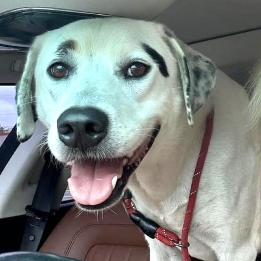 Rockie, Adoptable, Adult Male Dalmatian & Catahoula Leopard Dog.