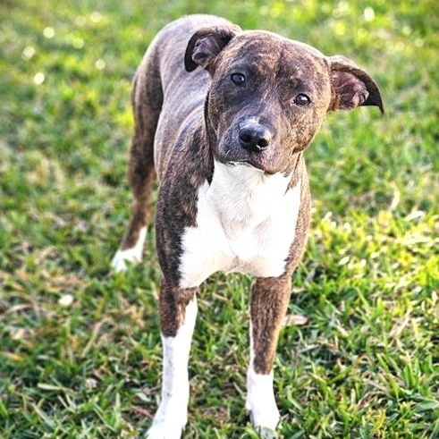 Enlarge Leonard, a ADOPTABLE mixed breed in Palm Harbor, FL image 1/4