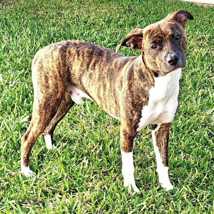 Enlarge Leonard, a ADOPTABLE mixed breed in Palm Harbor, FL image 2/4