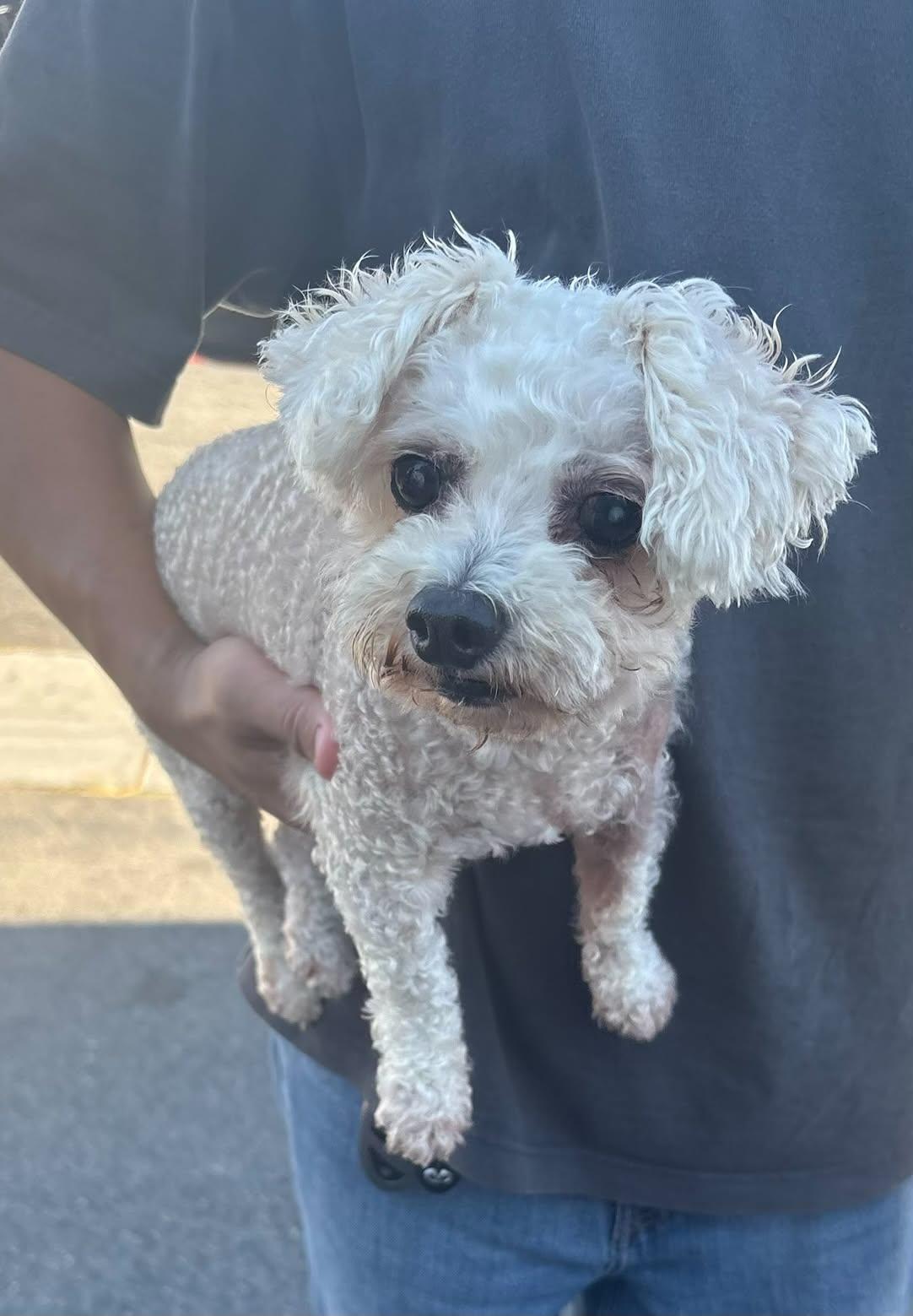 Mini poodle-Owners Moved, ADOPTABLE, Senior Male Miniature Poodle.