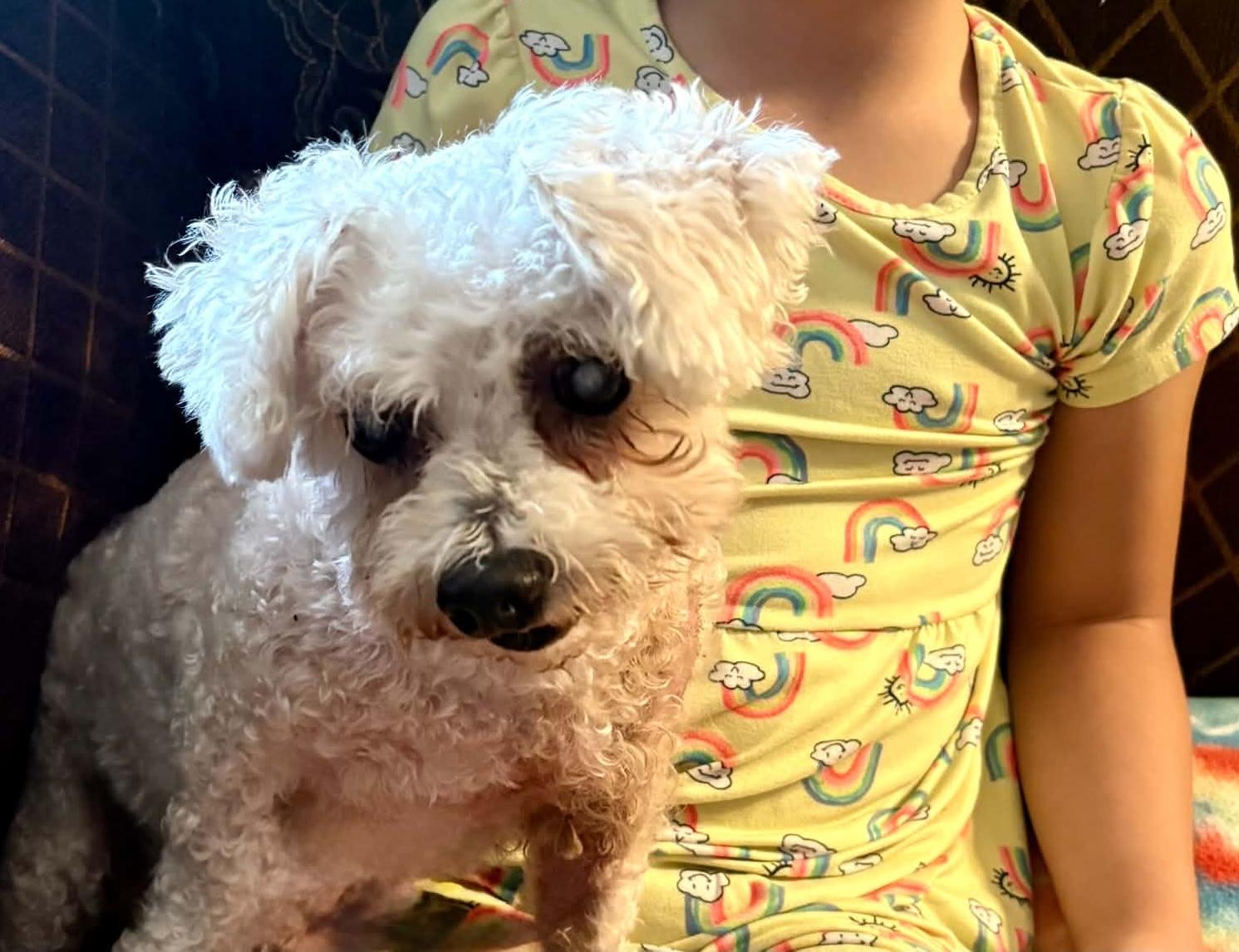 Enlarge Mini poodle-Owners Moved, a ADOPTABLE Miniature Poodle in Torrance, CA image 2/2
