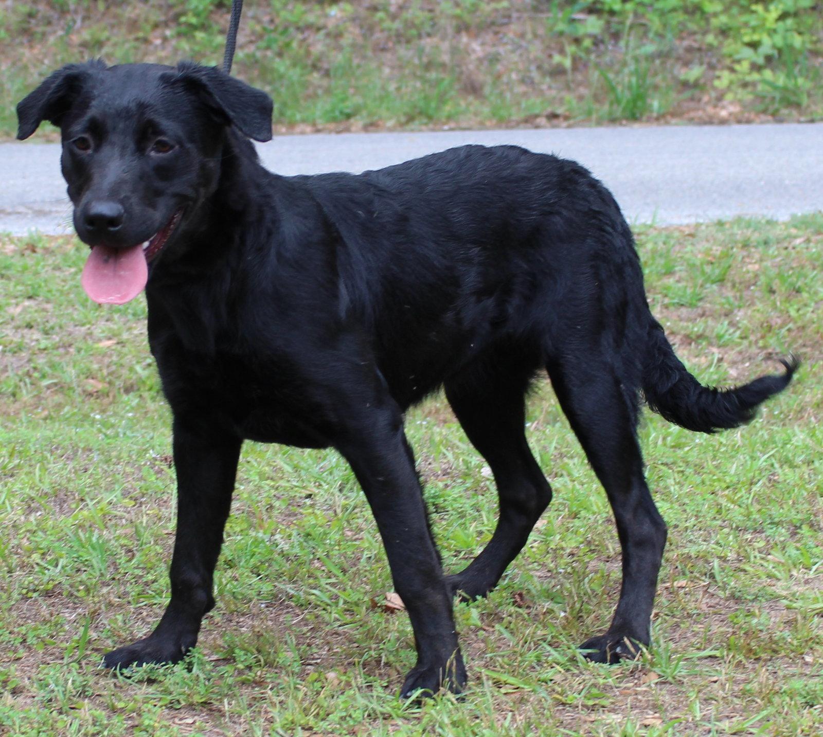 Pocahontas 43504, Adoptable, Young Female Labrador Retriever.