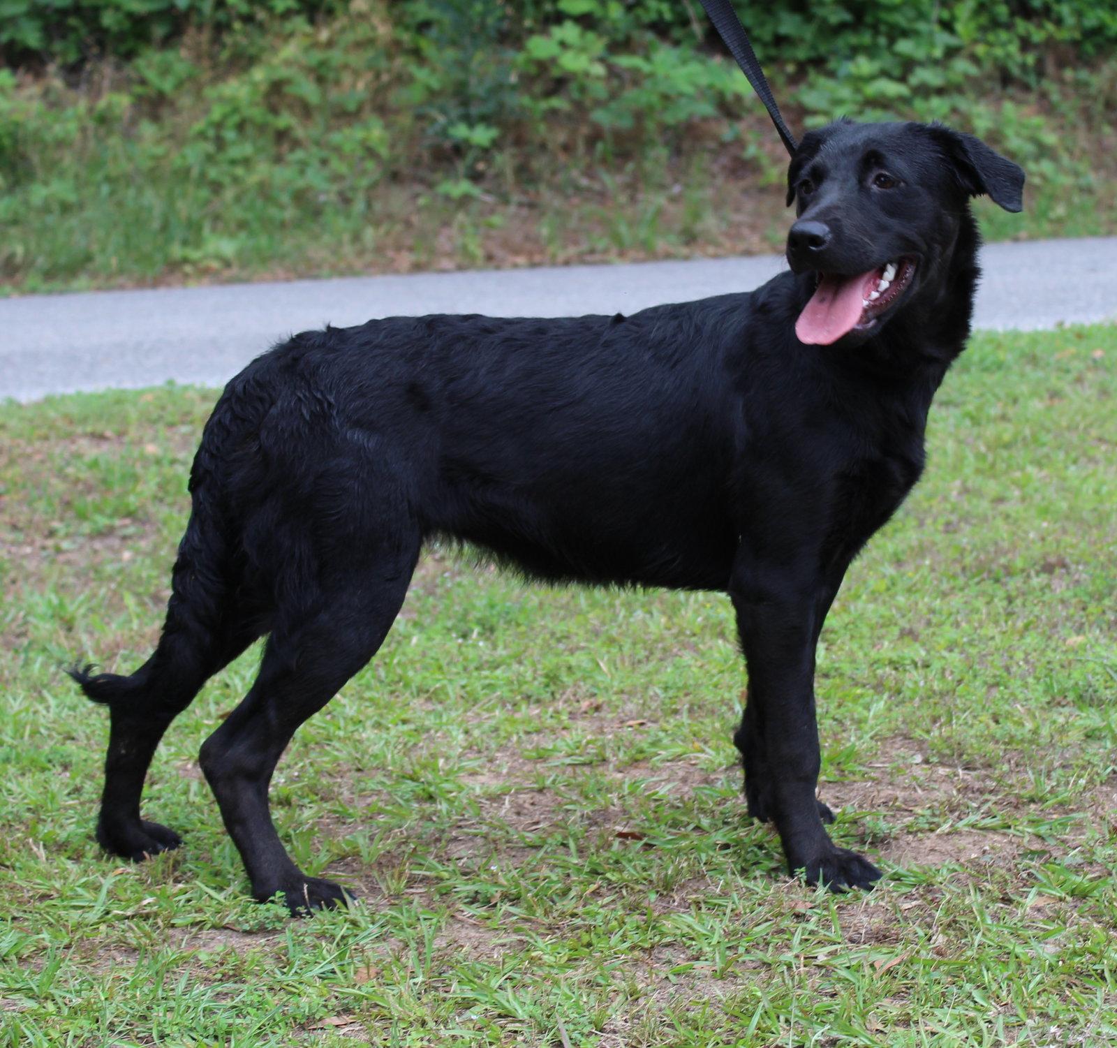 Pocahontas 43504, a Adoptable Labrador Retriever in Prattville, AL image 2/3