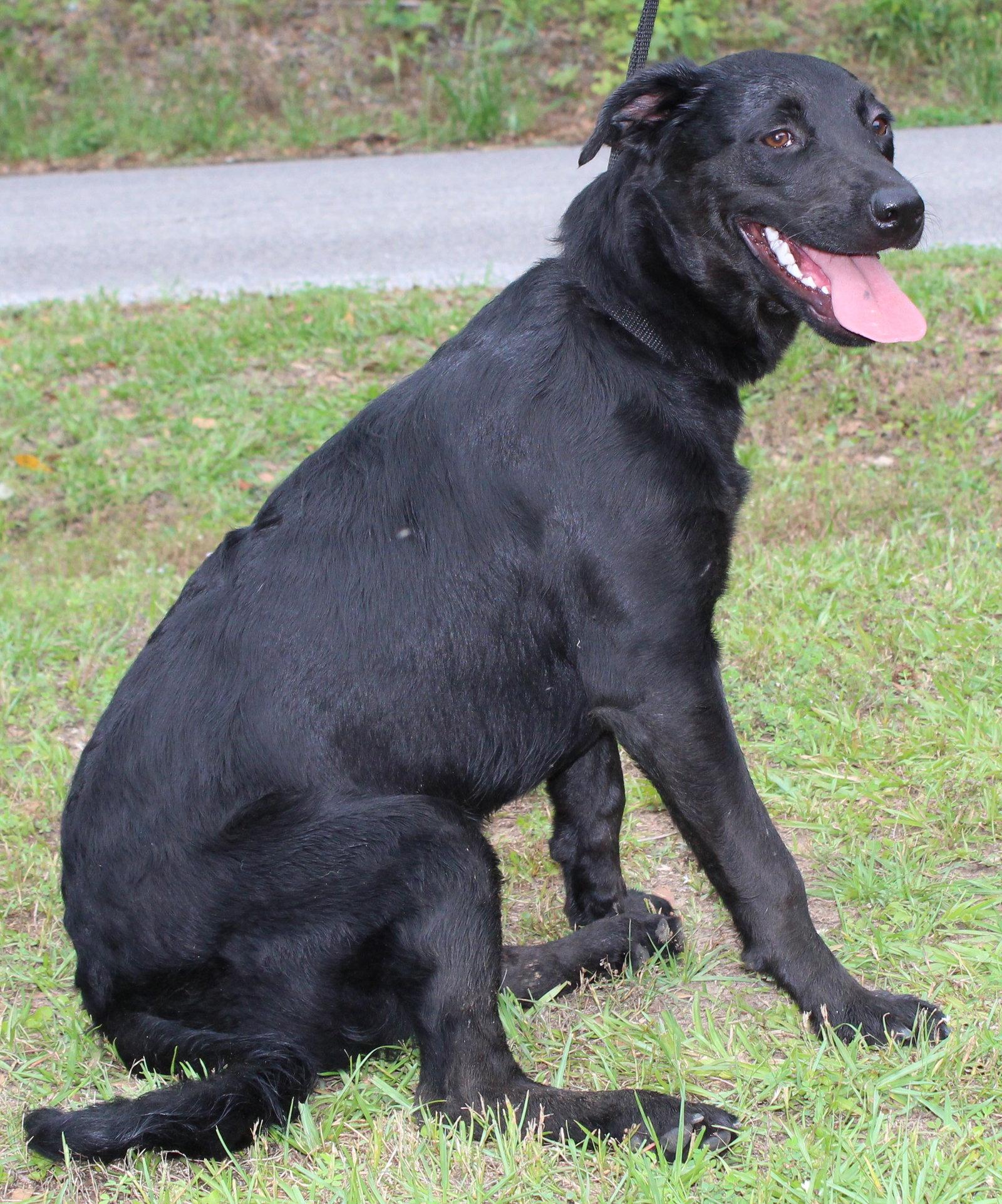 Pocahontas 43504, a Adoptable Labrador Retriever in Prattville, AL image 3/3