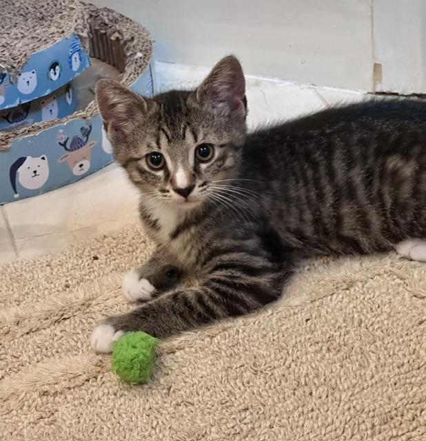 Enlarge Pugsley, a ADOPTABLE Domestic Short Hair in Atlanta, GA image 3/6