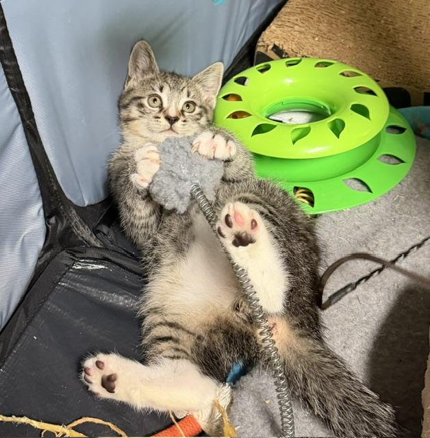 Enlarge Pugsley, a ADOPTABLE Domestic Short Hair in Atlanta, GA image 2/6