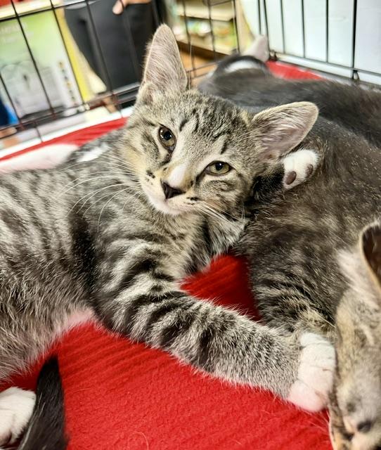 Enlarge Pugsley, a ADOPTABLE Domestic Short Hair in Atlanta, GA image 6/6