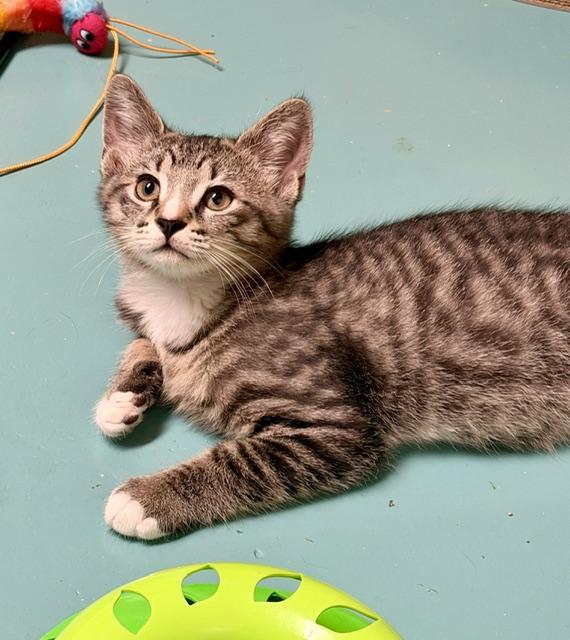 Enlarge Pugsley, a ADOPTABLE Domestic Short Hair in Atlanta, GA image 5/6